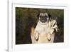 Female Pug in an Old Peach Basket with Indian Corn, Rockford, Illinois, USA-Lynn M^ Stone-Framed Photographic Print