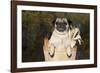 Female Pug in an Old Peach Basket with Indian Corn, Rockford, Illinois, USA-Lynn M^ Stone-Framed Photographic Print