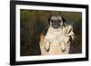 Female Pug in an Old Peach Basket with Indian Corn, Rockford, Illinois, USA-Lynn M^ Stone-Framed Photographic Print