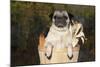 Female Pug in an Old Peach Basket with Indian Corn, Rockford, Illinois, USA-Lynn M^ Stone-Mounted Photographic Print