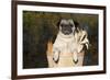 Female Pug in an Old Peach Basket with Indian Corn, Rockford, Illinois, USA-Lynn M^ Stone-Framed Photographic Print