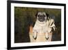 Female Pug in an Old Peach Basket with Indian Corn, Rockford, Illinois, USA-Lynn M^ Stone-Framed Photographic Print