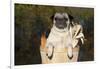 Female Pug in an Old Peach Basket with Indian Corn, Rockford, Illinois, USA-Lynn M^ Stone-Framed Photographic Print