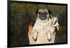 Female Pug in an Old Peach Basket with Indian Corn, Rockford, Illinois, USA-Lynn M^ Stone-Framed Photographic Print