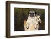 Female Pug in an Old Peach Basket with Indian Corn, Rockford, Illinois, USA-Lynn M^ Stone-Framed Photographic Print