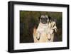 Female Pug in an Old Peach Basket with Indian Corn, Rockford, Illinois, USA-Lynn M^ Stone-Framed Photographic Print