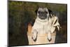 Female Pug in an Old Peach Basket with Indian Corn, Rockford, Illinois, USA-Lynn M^ Stone-Mounted Photographic Print