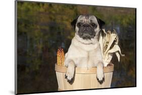 Female Pug in an Old Peach Basket with Indian Corn, Rockford, Illinois, USA-Lynn M^ Stone-Mounted Photographic Print