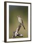 Female Red-Backed Shrike (Lanius Collurio), Kruger National Park, South Africa, Africa-James Hager-Framed Photographic Print