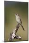 Female Red-Backed Shrike (Lanius Collurio), Kruger National Park, South Africa, Africa-James Hager-Mounted Photographic Print
