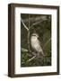 Female Red-Backed Shrike (Lanius Collurio), Kruger National Park, South Africa, Africa-James Hager-Framed Photographic Print