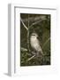 Female Red-Backed Shrike (Lanius Collurio), Kruger National Park, South Africa, Africa-James Hager-Framed Photographic Print