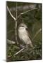 Female Red-Backed Shrike (Lanius Collurio), Kruger National Park, South Africa, Africa-James Hager-Mounted Photographic Print