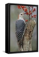 Female Red-bellied woodpecker and red berries, Kentucky-Adam Jones-Framed Stretched Canvas