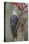 Female Red-bellied woodpecker and red berries, Kentucky-Adam Jones-Stretched Canvas