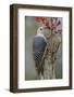 Female Red-bellied woodpecker and red berries, Kentucky-Adam Jones-Framed Photographic Print