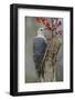 Female Red-bellied woodpecker and red berries, Kentucky-Adam Jones-Framed Photographic Print