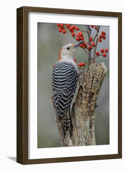 Female Red-bellied woodpecker and red berries, Kentucky-Adam Jones-Framed Photographic Print