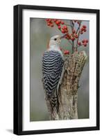 Female Red-bellied woodpecker and red berries, Kentucky-Adam Jones-Framed Photographic Print