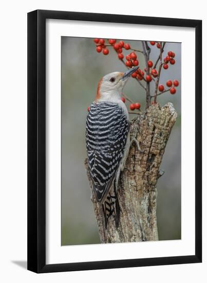 Female Red-bellied woodpecker and red berries, Kentucky-Adam Jones-Framed Photographic Print