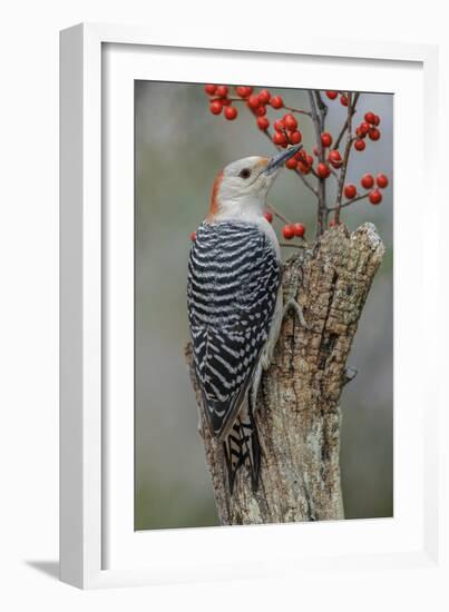 Female Red-bellied woodpecker and red berries, Kentucky-Adam Jones-Framed Photographic Print