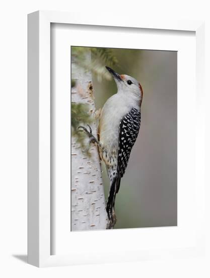 Female Red-bellied woodpecker, Melanerpes carolinus and red berries, Kentucky-Adam Jones-Framed Photographic Print