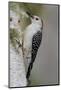 Female Red-bellied woodpecker, Melanerpes carolinus and red berries, Kentucky-Adam Jones-Mounted Photographic Print