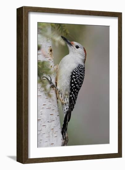 Female Red-bellied woodpecker, Melanerpes carolinus and red berries, Kentucky-Adam Jones-Framed Photographic Print