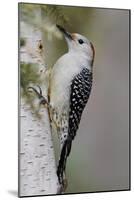 Female Red-bellied woodpecker, Melanerpes carolinus and red berries, Kentucky-Adam Jones-Mounted Photographic Print