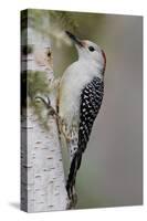Female Red-bellied woodpecker, Melanerpes carolinus and red berries, Kentucky-Adam Jones-Stretched Canvas