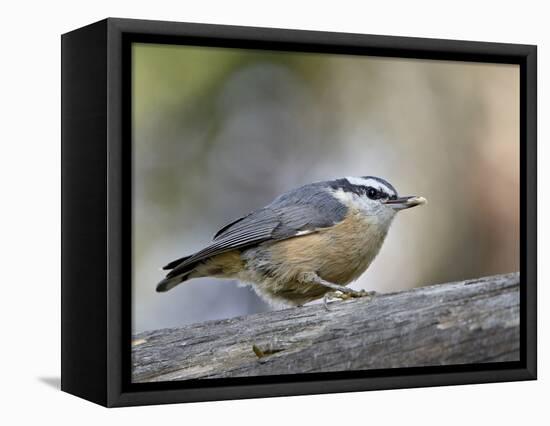 Female Red-Breasted Nuthatch (Sitta Canadensis), Wasilla, Alaska, USA-null-Framed Stretched Canvas