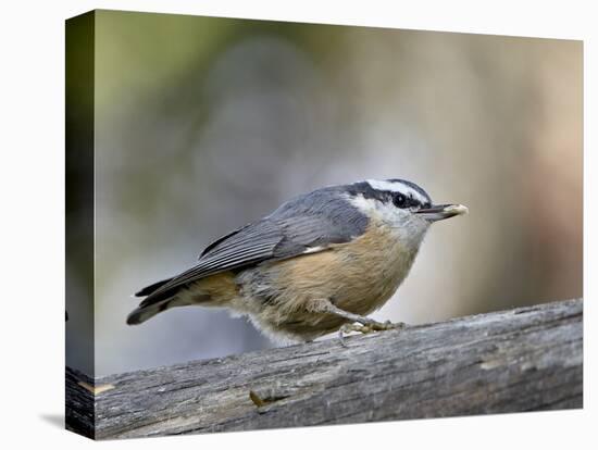 Female Red-Breasted Nuthatch (Sitta Canadensis), Wasilla, Alaska, USA-null-Stretched Canvas