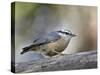 Female Red-Breasted Nuthatch (Sitta Canadensis), Wasilla, Alaska, USA-null-Stretched Canvas