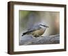 Female Red-Breasted Nuthatch (Sitta Canadensis), Wasilla, Alaska, USA-null-Framed Photographic Print