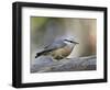 Female Red-Breasted Nuthatch (Sitta Canadensis), Wasilla, Alaska, USA-null-Framed Photographic Print