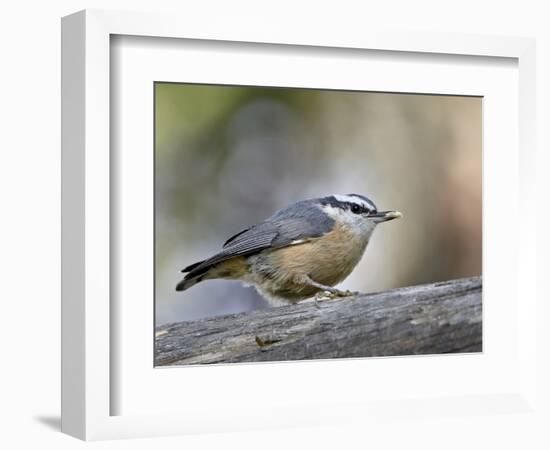 Female Red-Breasted Nuthatch (Sitta Canadensis), Wasilla, Alaska, USA-null-Framed Photographic Print