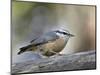 Female Red-Breasted Nuthatch (Sitta Canadensis), Wasilla, Alaska, USA-null-Mounted Photographic Print