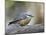 Female Red-Breasted Nuthatch (Sitta Canadensis), Wasilla, Alaska, USA-null-Mounted Photographic Print