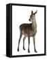 Female Red Deer in Front of a White Background-Life on White-Framed Stretched Canvas