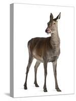Female Red Deer in Front of a White Background-Life on White-Stretched Canvas