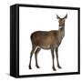 Female Red Deer in Front of a White Background-Life on White-Framed Stretched Canvas