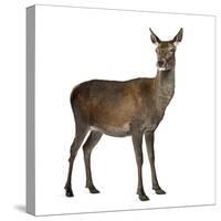 Female Red Deer in Front of a White Background-Life on White-Stretched Canvas
