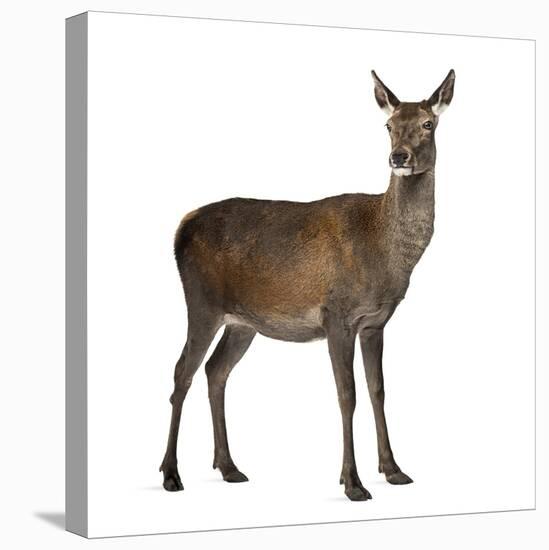 Female Red Deer in Front of a White Background-Life on White-Stretched Canvas