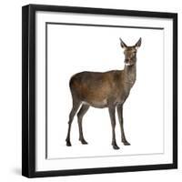 Female Red Deer in Front of a White Background-Life on White-Framed Premium Photographic Print