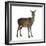 Female Red Deer in Front of a White Background-Life on White-Framed Premium Photographic Print