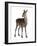 Female Red Deer in Front of a White Background-Life on White-Framed Photographic Print