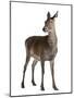 Female Red Deer in Front of a White Background-Life on White-Mounted Photographic Print