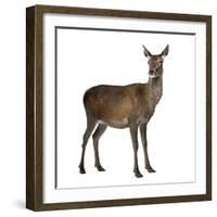 Female Red Deer in Front of a White Background-Life on White-Framed Photographic Print