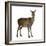 Female Red Deer in Front of a White Background-Life on White-Framed Photographic Print