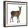 Female Red Deer in Front of a White Background-Life on White-Framed Photographic Print